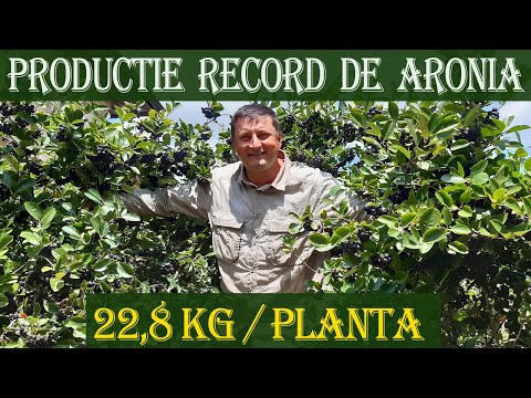 , title : 'Aronia melanocarpa "Nero" -  productie RECORD 22,8 kg pe planta in anul 8 - MARIN CONSTANTIN'