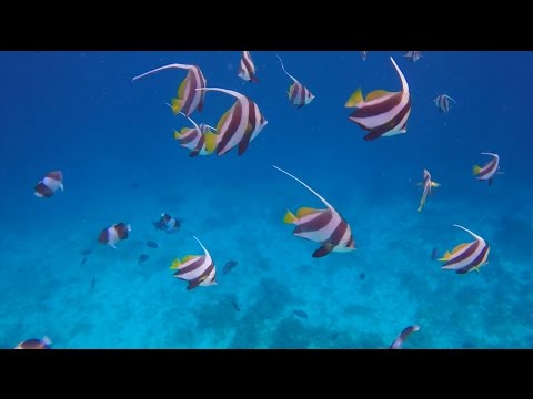 Snorkeling at Maayafushi House Reef, Maldives (HD)