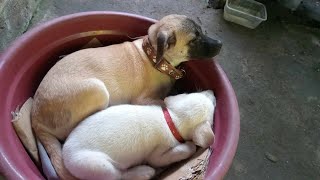 “GREAT PUPPY A pet may be small, but the love they give fills your whole heart.”