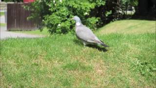 Red Leather Jacket by Emma Forman