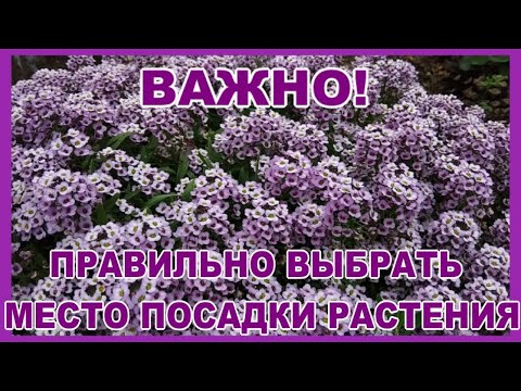 , title : 'Важно правильно выбрать место для растения.Мои ошибки.'