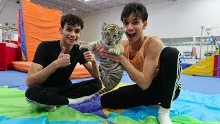 GYMNASTICS WITH A TIGER!