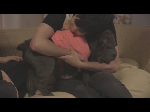 Dan & Phil with CATS and DOGS