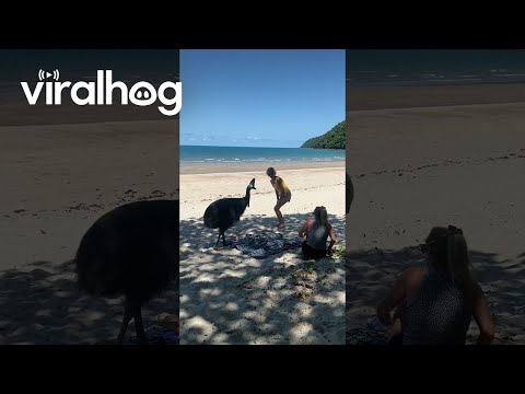 Cassowary Crashes Beach Picnic || ViralHog
