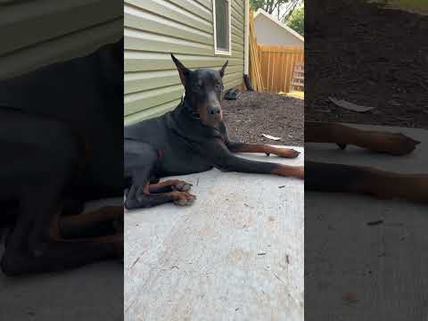 Bruno &Bella #dobermanpinschers #puppy #doglover #dogs #Scooby Doo look-alike