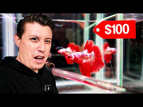 We have more than 50 varieties of betta fish in the hatchery (International Aquatic Experience 2025)