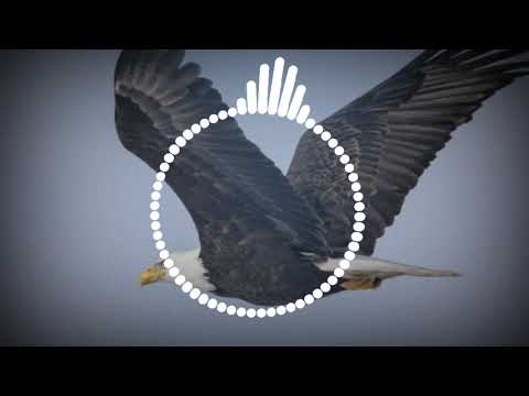 Eagle 🦅 Sms Ringtone | Eagle Sound effect | new notification ringtone |