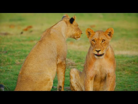 Wild Botswana – Ep 6: Wind and Dust | 8K HDR Cinematic African Wildlife Documentary