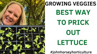 HOW TO PRICK OUT LETTUCE - PRICKING OUT LETTUCE SEEDLINGS
