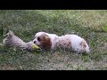Cavalier King Charles Spaniel dogs for sale: Dexter - Video 1
