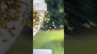 Baby Spiders - Spiderlings #shorts