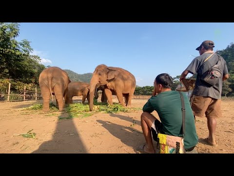 Mahout Play Music For Elephant - ElephantNews
