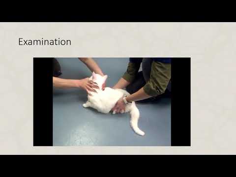 Feline Neurology