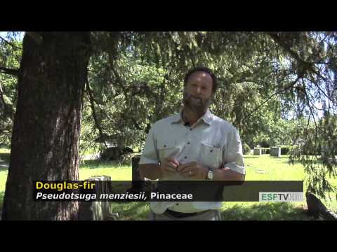 Trees with Don Leopold - Douglas fir