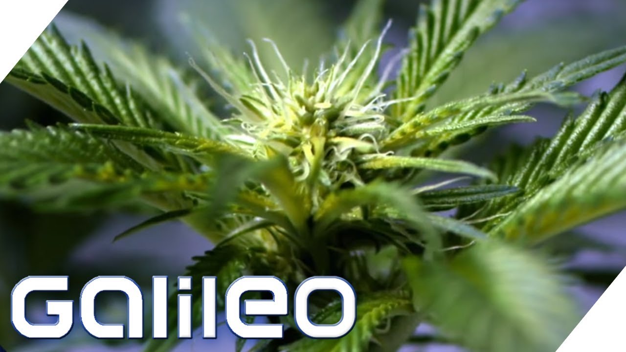 Darum ist Cannabis verboten | Galileo | ProSieben