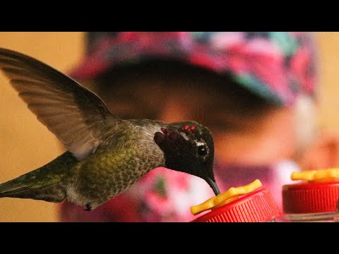 Humming Whisperer...Hummingbirds feeding from button feeders on my hand.