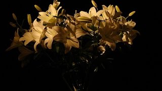 LUKA BLOOM 2010 - The Year in Pictures