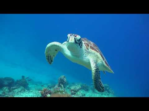 download lagu mp3 mp4 Dive Shop Singapore, download lagu Dive Shop Singapore gratis, unduh video klip Dive Shop Singapore