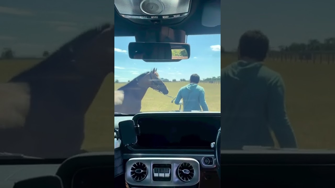 The love of horse 💙🐎 ‪#Fazza‬ ‫#فزاع‬