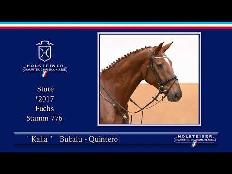 3. Holsteiner Winter-Chance 2021 | Nr. 07 Kalla