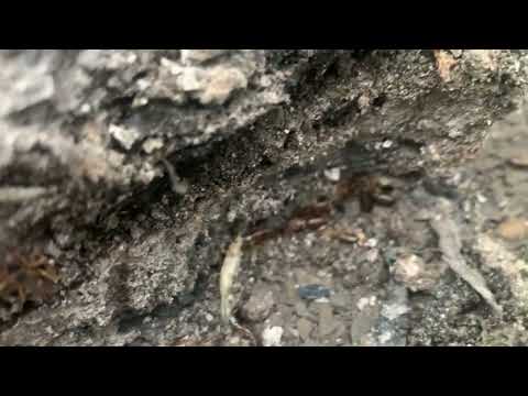 Lots of Earwigs Found by the Fire Pit in Brick, NJ