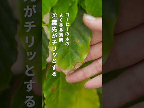 コーヒーかすに耐えられない植物はどれですか?またその理由は何ですか?  庭園