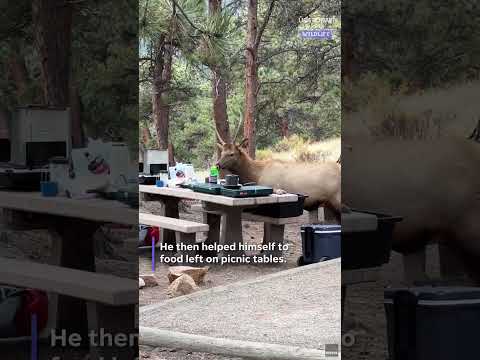 Elk crashes campsite and snacks on campers’ food. See the video.