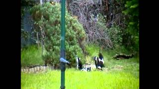 Australian Magpies Fight