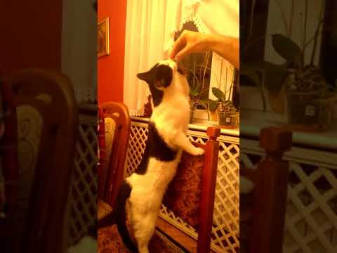 Zapalenie gruczołu krokowego, dlaczego siła maleje Maść młot torus