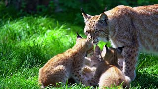 Uplifting and relaxing music, combined with a walk in the forest where we spotted a family of lynxes