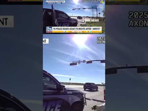 WATCH: Texas police officer reads goat its rights after 'arrest' #shorts #foxnews #news #us