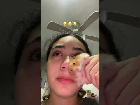 แฮมสเตอร์ที่พร้อมล้างแค้นแทนเจ้านาย 🐹