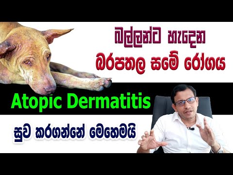 Dr.Anura Dissanayaka Discusses about Atopic Dermatitis in Dogs