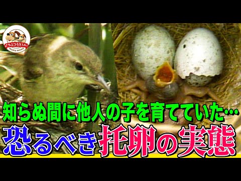 カッコウはひるまない