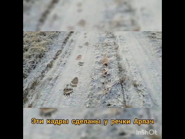 Следы медведей напугали жителей Мамадышского района