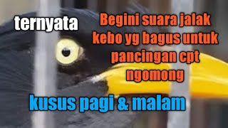 Download lagu pancingan suara jalak kebo ngomong kusus untuk piyik,an cpet ngomong mp3