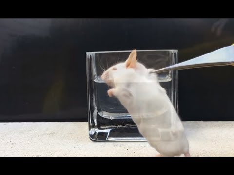 【閲覧注意】硫酸の中に生物が落ちたらどうなるのか…恐ろしい動画をご覧ください - ポッカキット