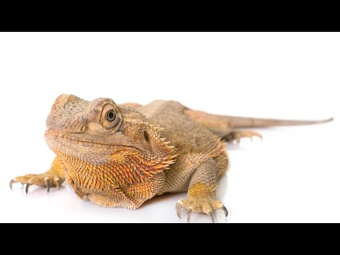 Can Bearded Dragons Eat Cucumbers?🦎🥒