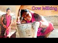 Sundari Boudir Gavi Dohon Cow Milking By Maloti