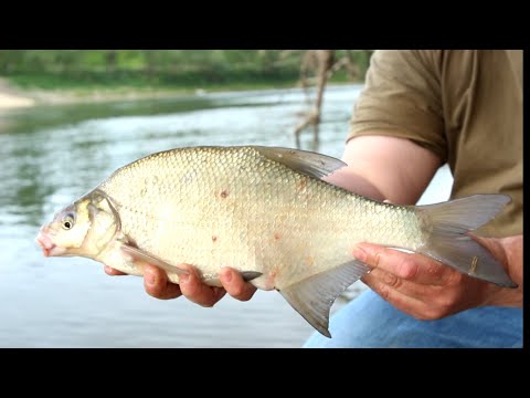 Praktični ribolov - feederom na savske deverike/ river feeder fishing for bream