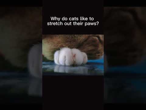 19 7066 genltart Why do cats like to stretch out their paws#genltar