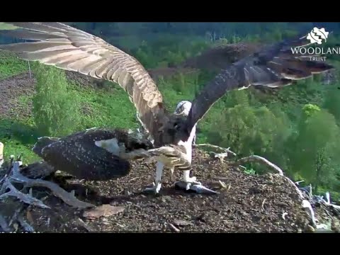 Breakfast arrives for Vociferous Vera on the Loch Arkaig Osprey nest 29 Aug 2020