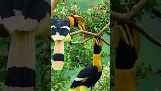 Download lagu Burung enggang (Rangkong) di hutan lepas Kalimantan // Beautiful birds 🐦 mp3 Download lagu Burung enggang (Rangkong) di hutan lepas Kalimantan // Beautiful birds 🐦 mp3