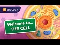 A Tour Of The Cell Crash Course Biology 23