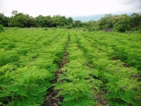 The Most Nutritious Plant In The World