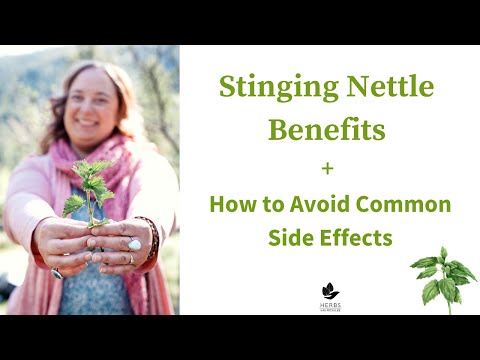 Stinging Nettle Benefits: Side Effects of Stinging Nettle