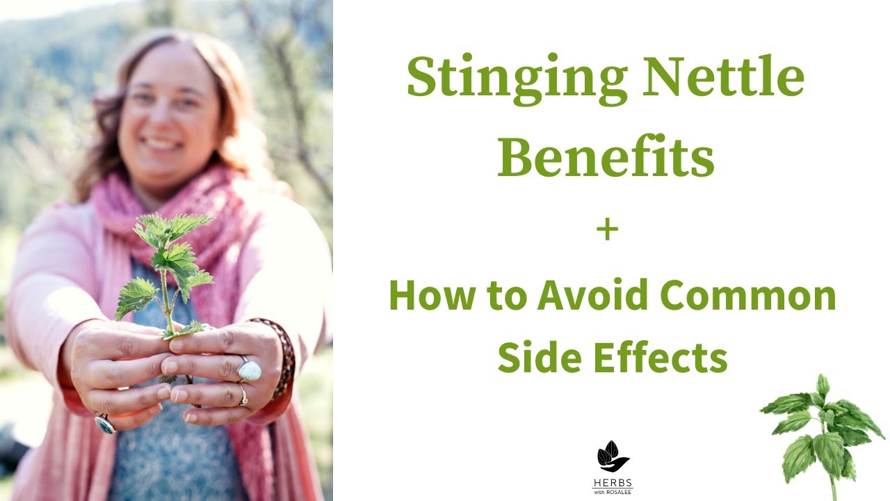 Stinging Nettle Benefits: Side Effects of Stinging Nettle