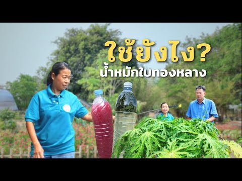 วิธีการใช้น้ำหมักใบทองหลาง ในมะละกอ สวนรัก ณ นาดูน // อ.วิโรจน์ และพี่เพ็ญ