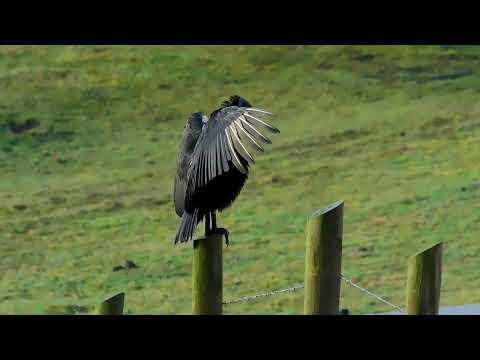 Jotes calentando su cuerpo  y/o secando sus alas al sol. (4)