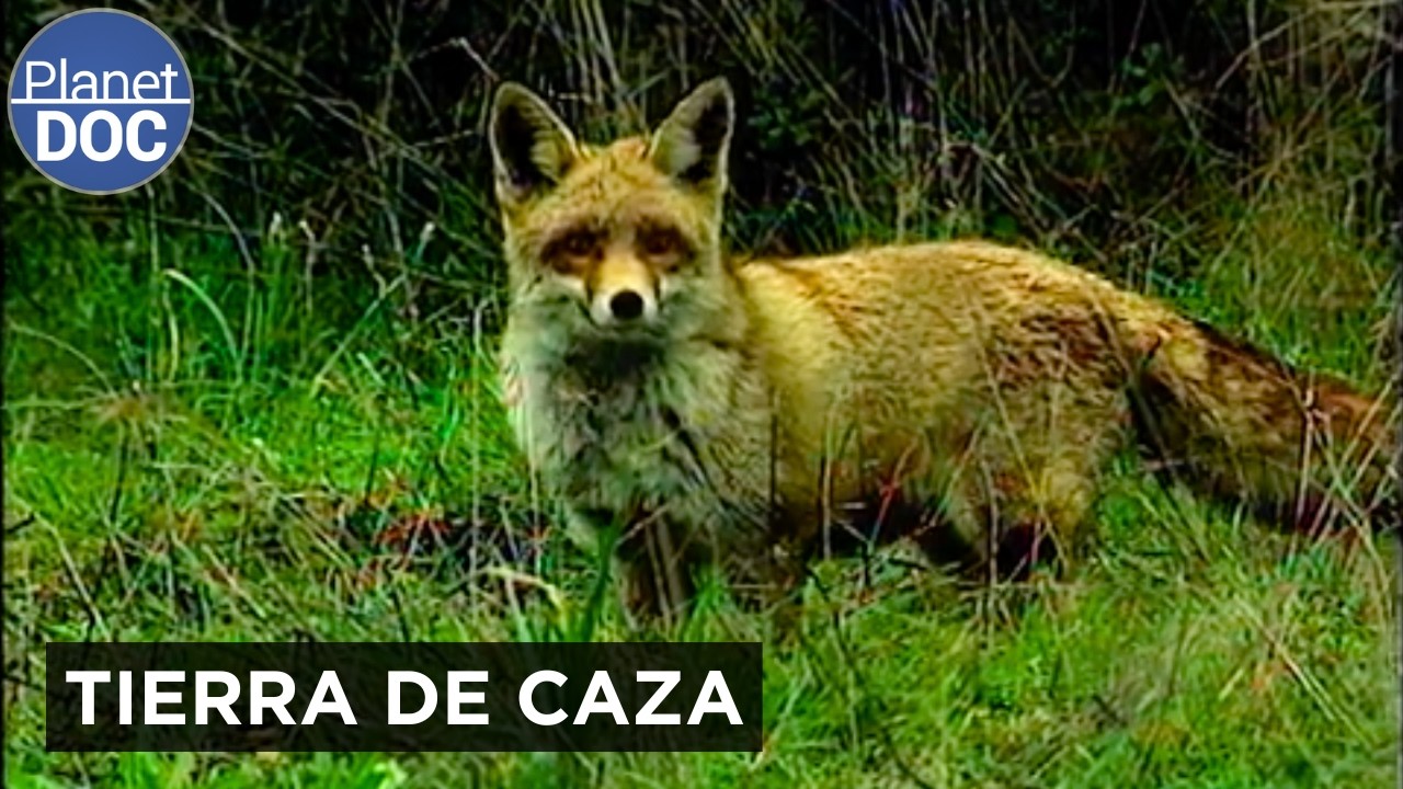 Monfragüe y los secretos del Bosque Ibérico | Documental completo | Planet Doc